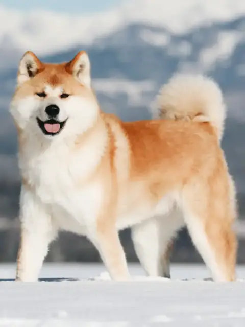 Akita Inu in deep snow. Experience the nature of Hokkaido during your Japan trip off the beaten path!