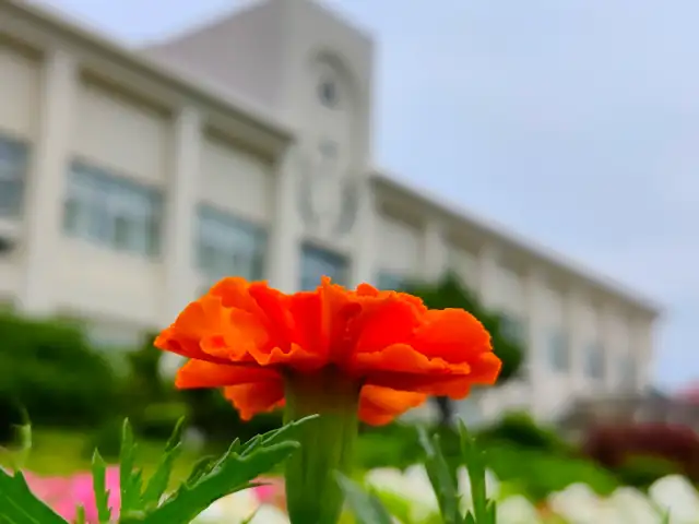 schule blume travel japan